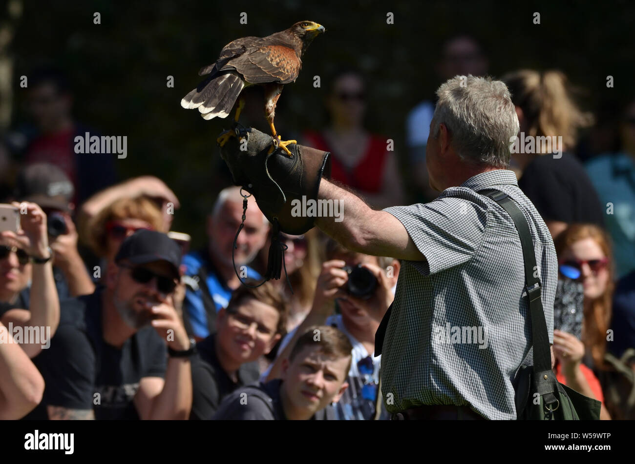 Un falco di essere presentata a turisti e visitatori a Dunrobin Castle falconeria nelle Highlands scozzesi Foto Stock