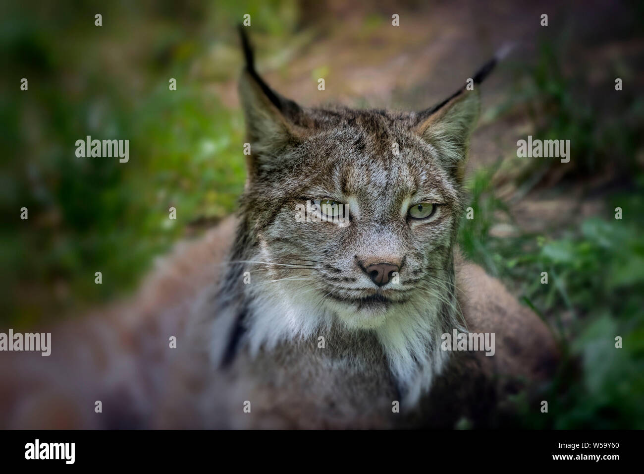 Il Canada (Lynx Lynx canadensis),animale originario del nord America, immagine da ZOO Foto Stock