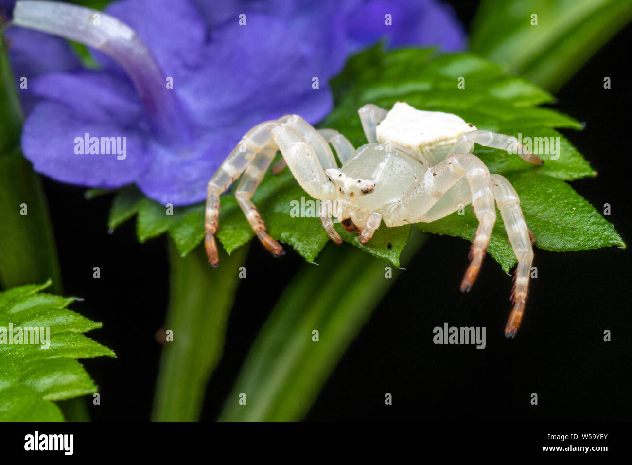 Bianco ragno granchio, Thomisus spectabilis, in attesa di preda su un blu fiore , bistorta Foto Stock
