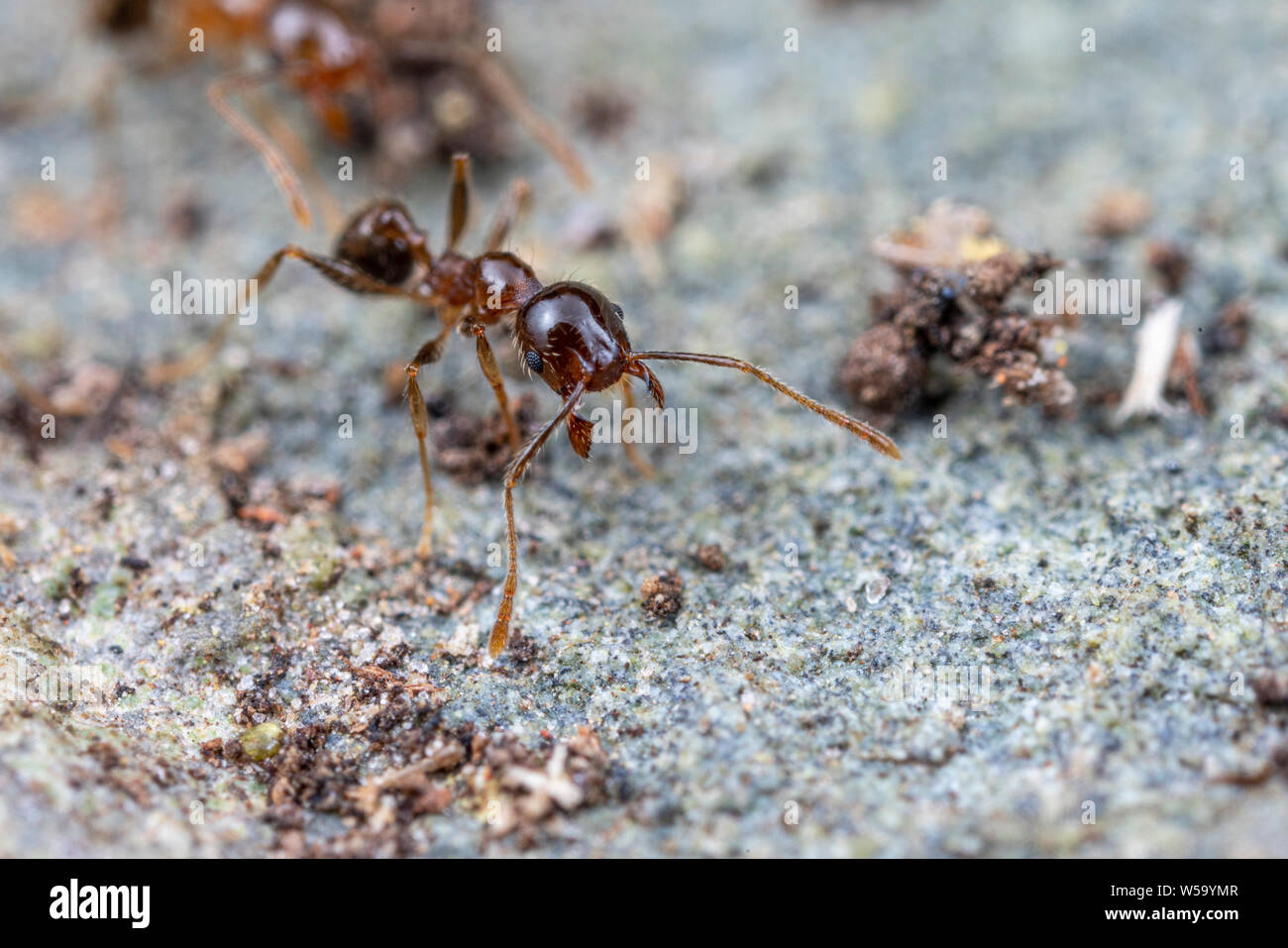Pheidole megacephala, invasivo marrone costiere ant (o, con grosse teste ant) su un sentiero di foraggio Foto Stock