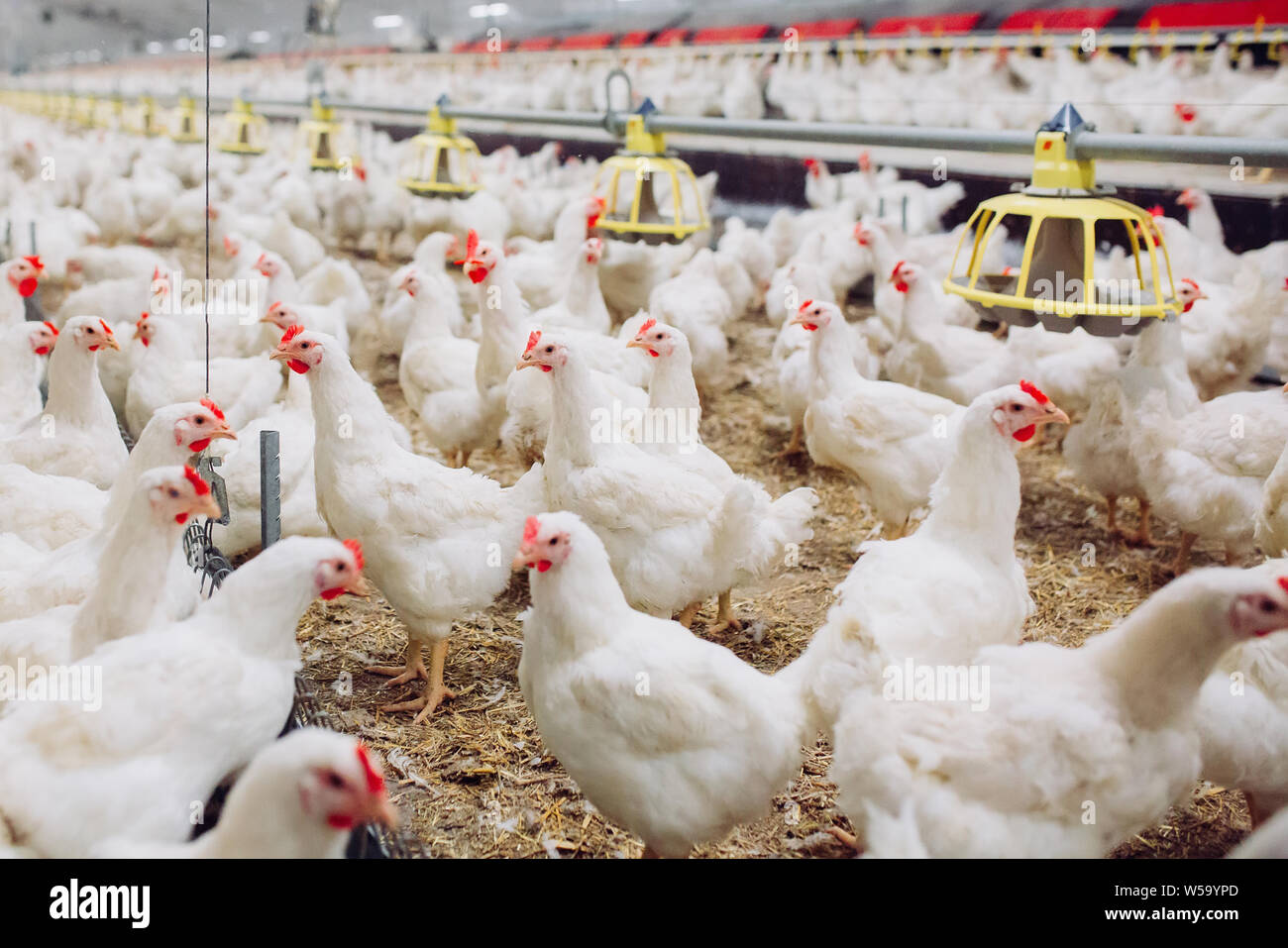 In ambienti chiusi fattoria di pollo, alimentazione di pollo, azienda agricola per la coltivazione dei polli da tavola Foto Stock