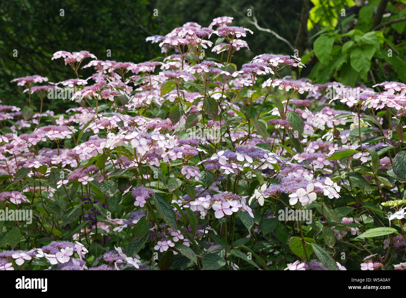 Lacecap Hydrangea macrophylla arbusto Foto Stock