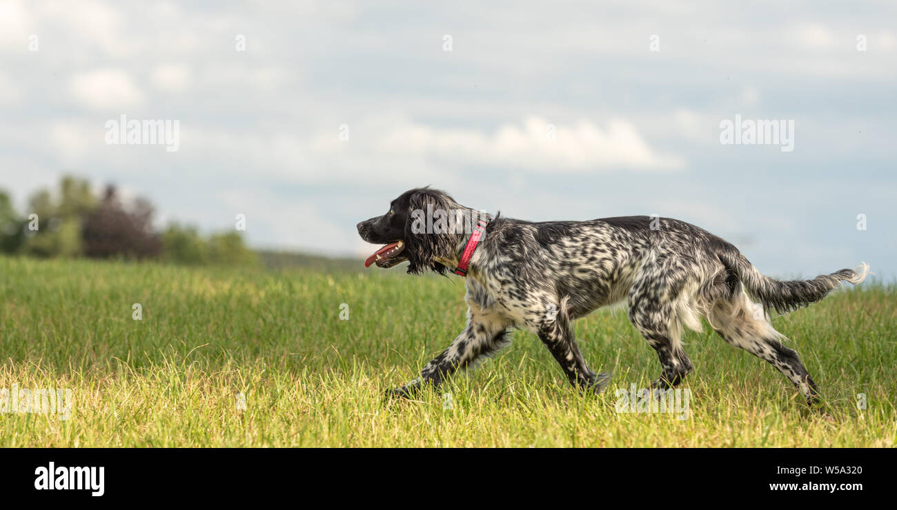 Giovani orgogliosi english springer spaniel cane da caccia su un prato Foto Stock