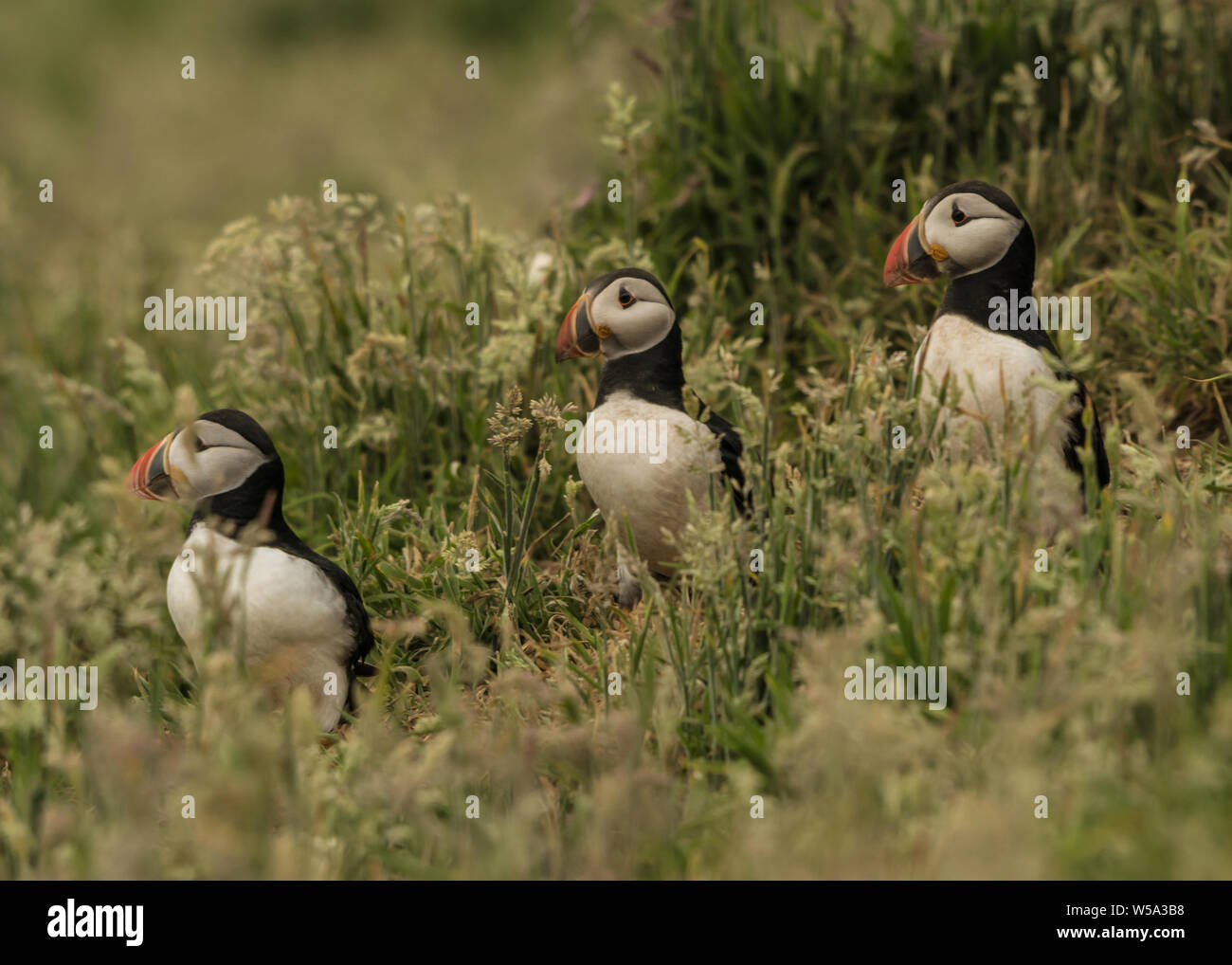 I puffini dell isola Skomer Foto Stock