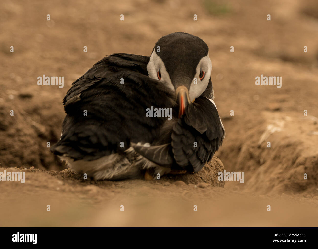 I puffini dell isola Skomer Foto Stock