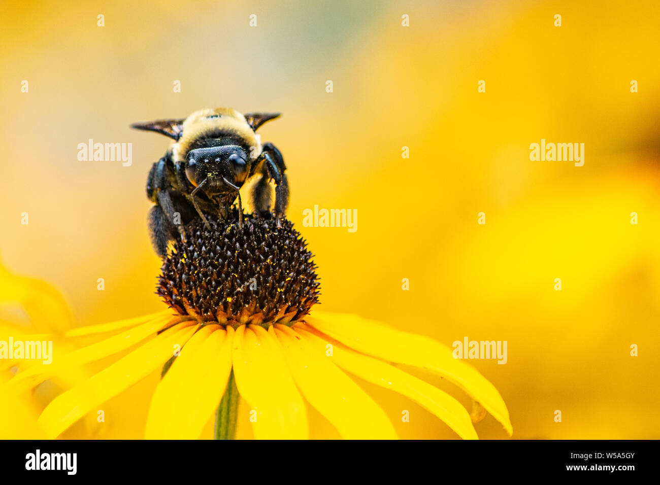 Primo piano di un bumblebee impollinatori black-eyed susan fiore Foto Stock