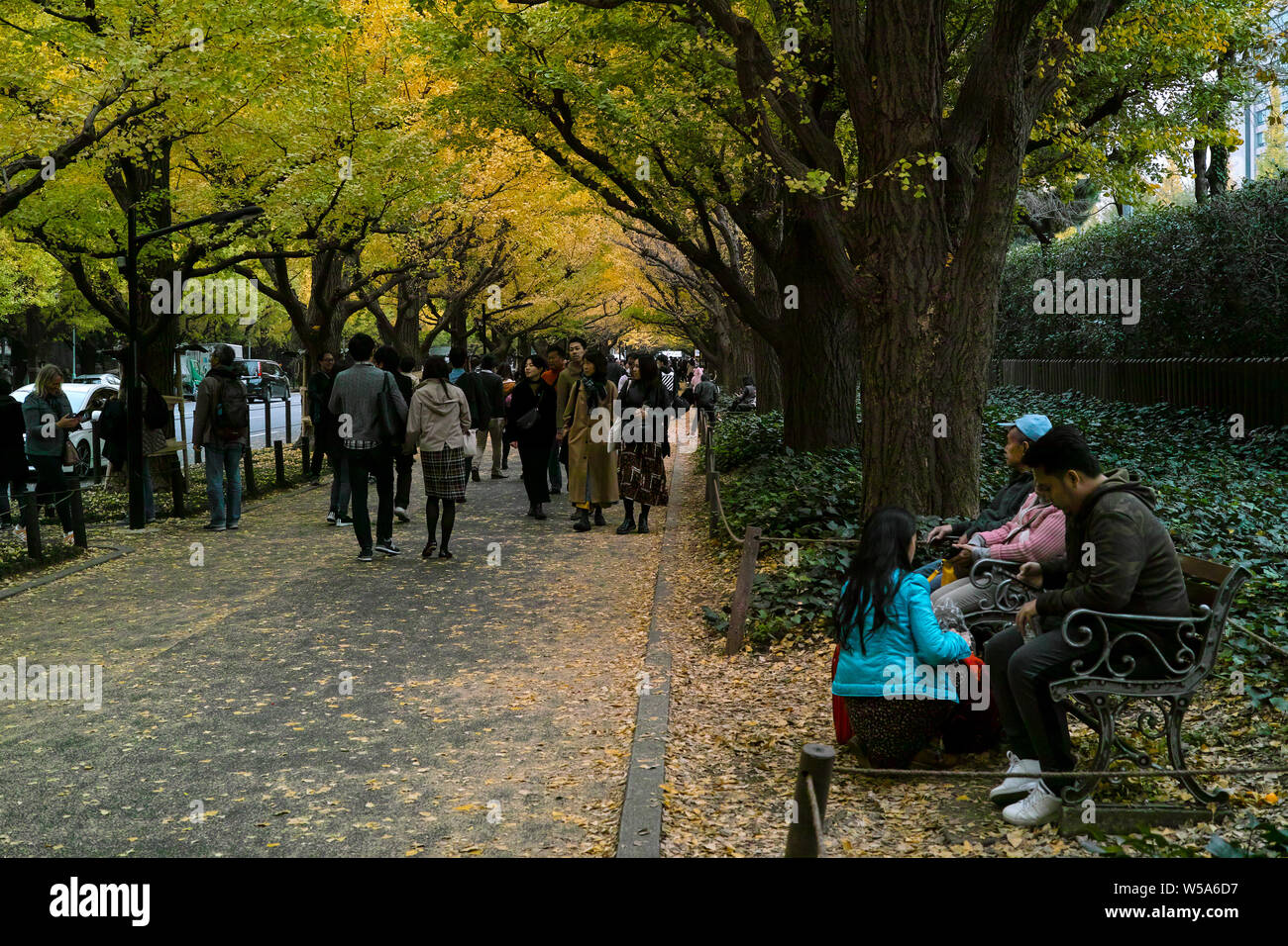 Tokyo, Giappone - 11/19/2018: Jingu Gaien a Tokyo in Giappone. Una famosa strada fiancheggiata con alberi di gingko che va un bel colore arancione in autunno Foto Stock