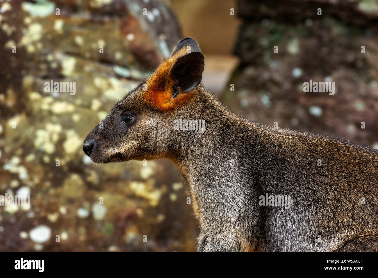 Passaggio di un Wallaby Foto Stock