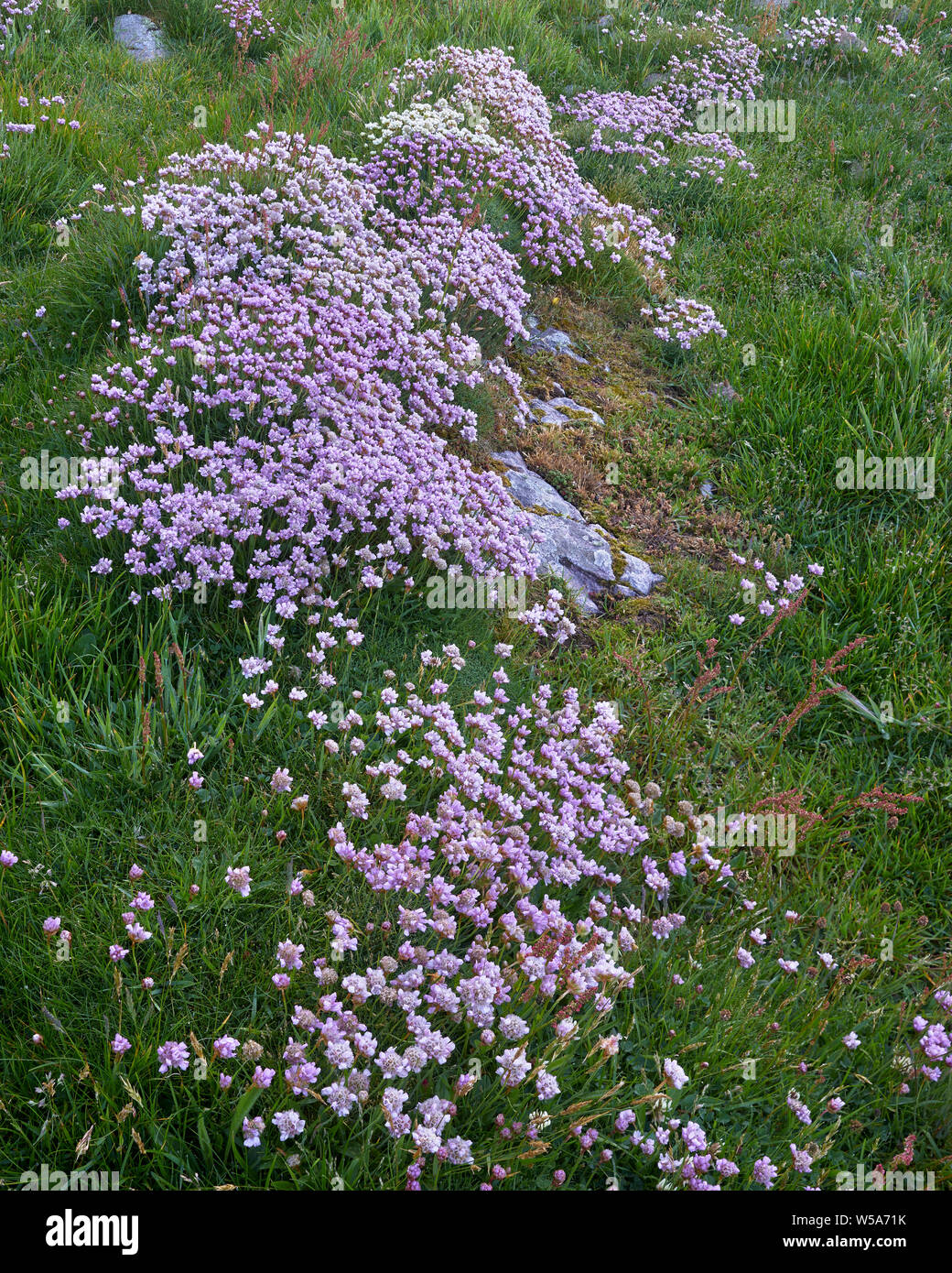 Fiori Selvatici. La parsimonia, Armeria maritima, Mull of Oa, Isle of Islay, Argyll, Scozia Foto Stock