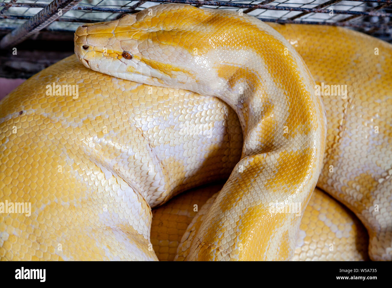Un albino Burmese Python ad una conservazione Zoo, Bohol, Filippine Foto Stock