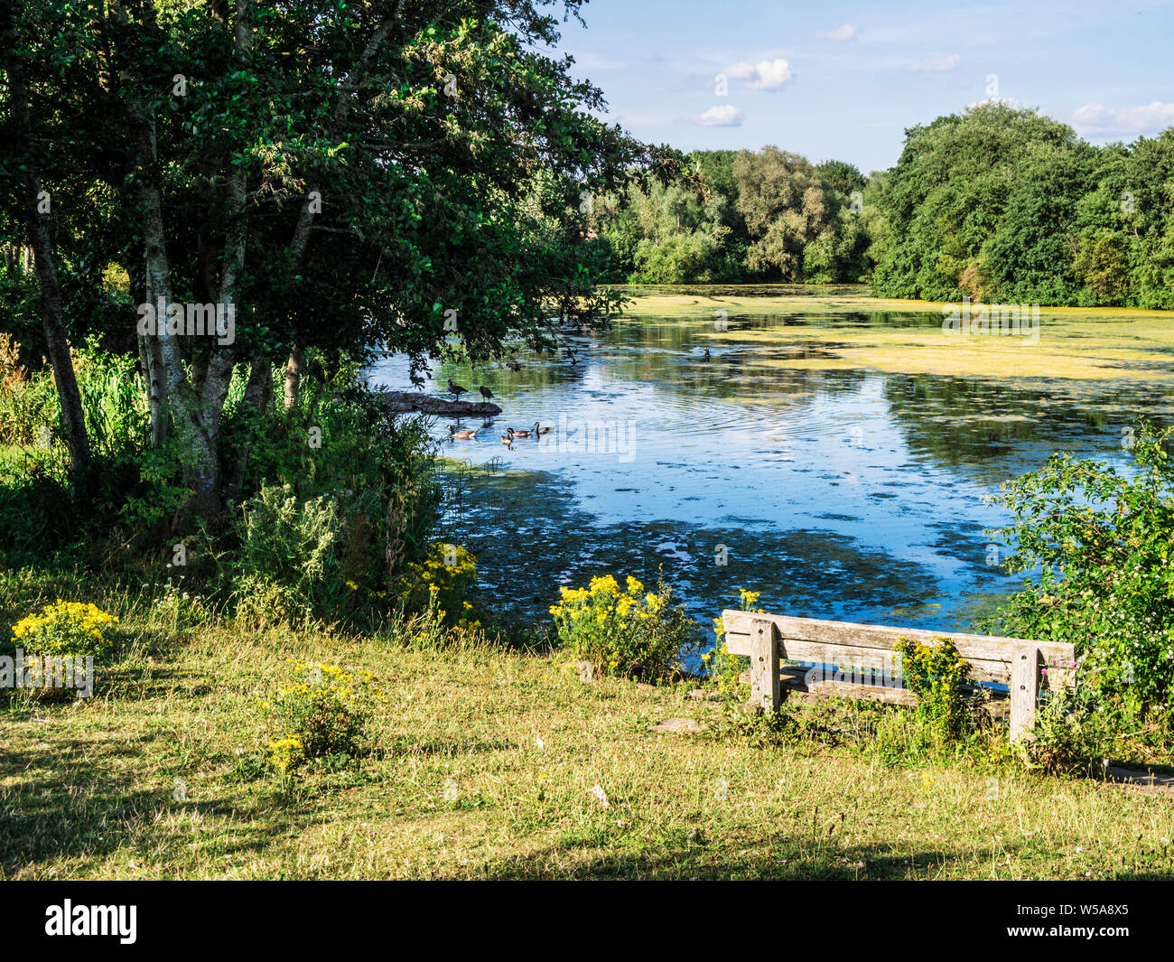 Sera La luce del sole attraverso un piccolo lago a Swindon, Wiltshire. Foto Stock