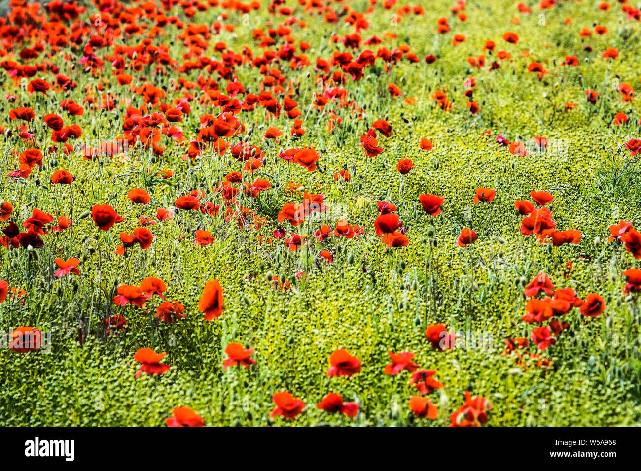 Un patch di rosso papavero (Papaver rhoeas) in un campo nella campagna estiva in Oxfordshire. Foto Stock