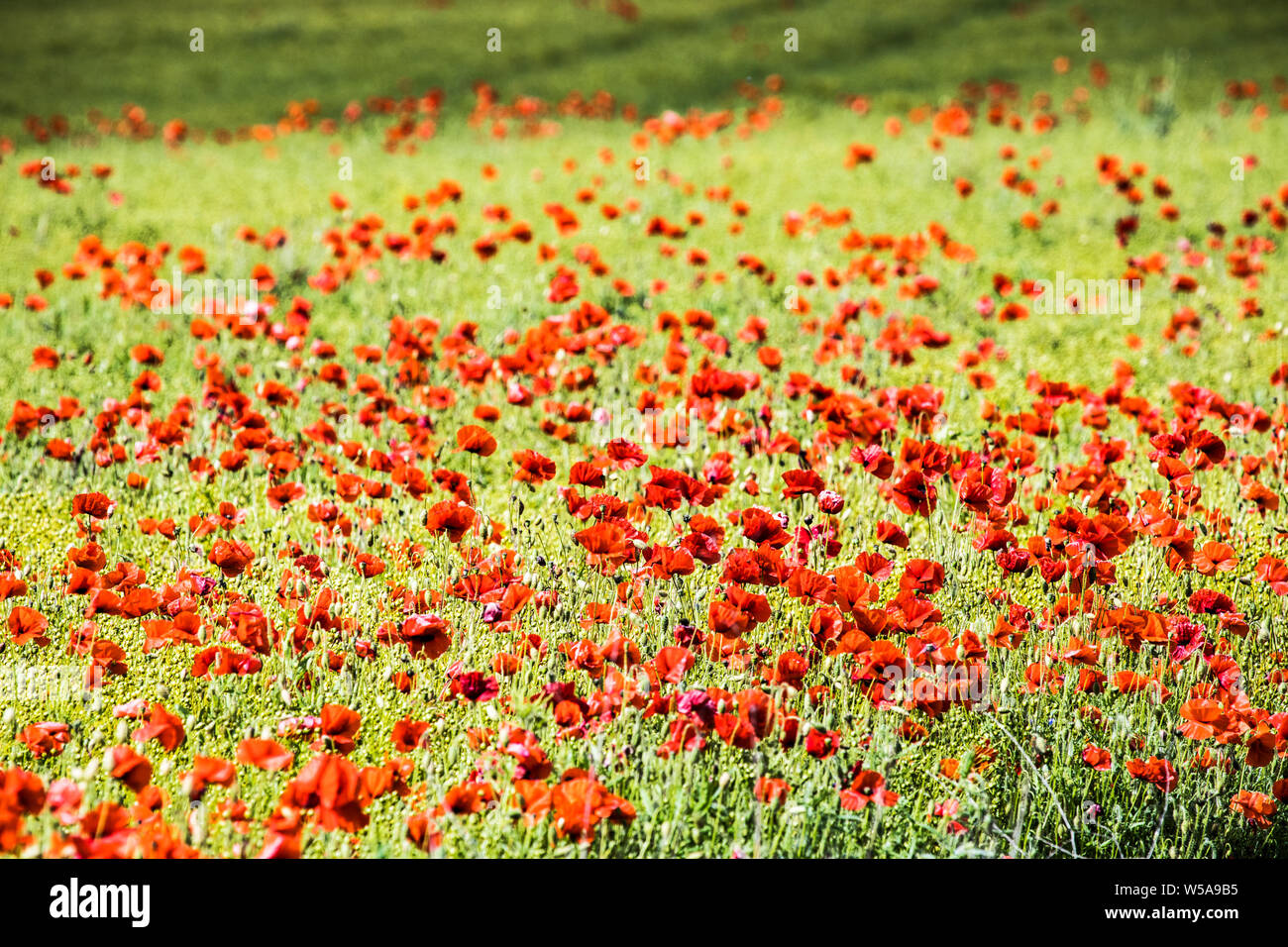 Un patch di rosso papavero (Papaver rhoeas) in un campo nella campagna estiva in Oxfordshire. Foto Stock