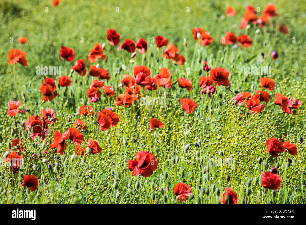 Un patch di rosso papavero (Papaver rhoeas) in un campo nella campagna estiva in Oxfordshire. Foto Stock
