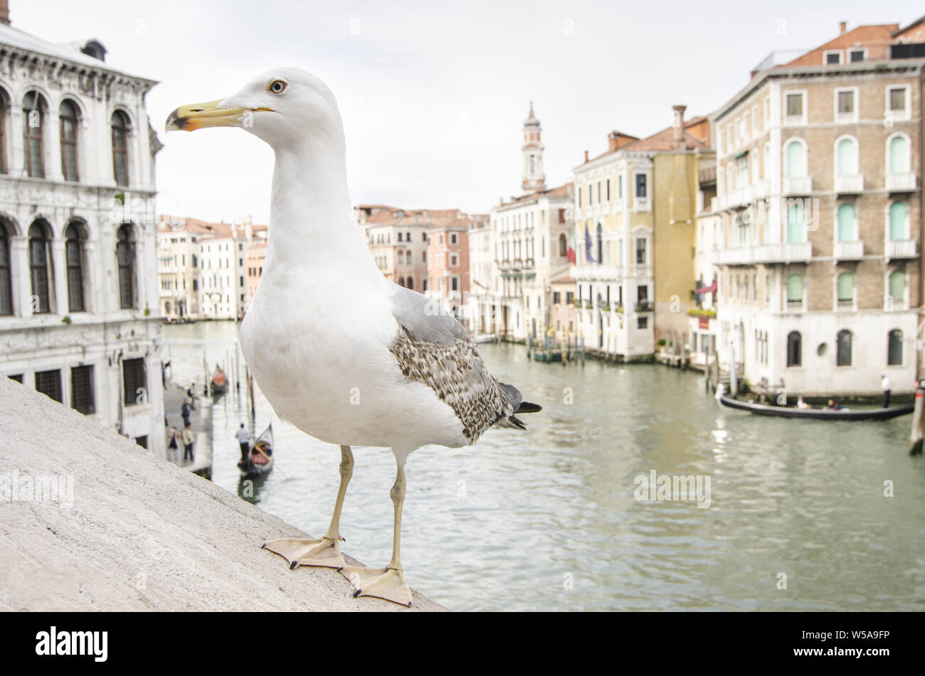 Venezia lo sfondo con il gabbiano in primo piano Foto Stock
