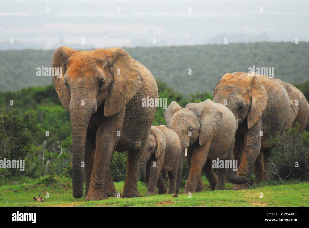 Close up di un meraviglioso gruppo di elefanti di tutte le età che viaggiano attraverso la boccola in una linea. Fotografato mentre su safari in Sud Africa. Foto Stock