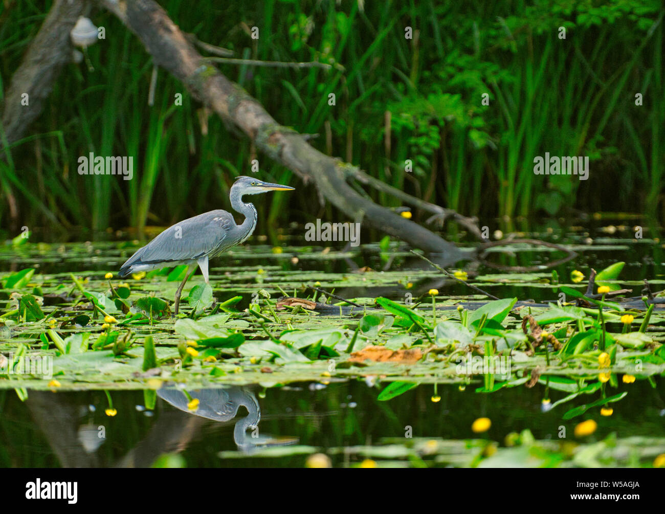 Airone cinerino (Ardea cinerea) wading in acque poco profonde del lago in cerca di pesce.la Polonia in estate.vista orizzontale. Foto Stock