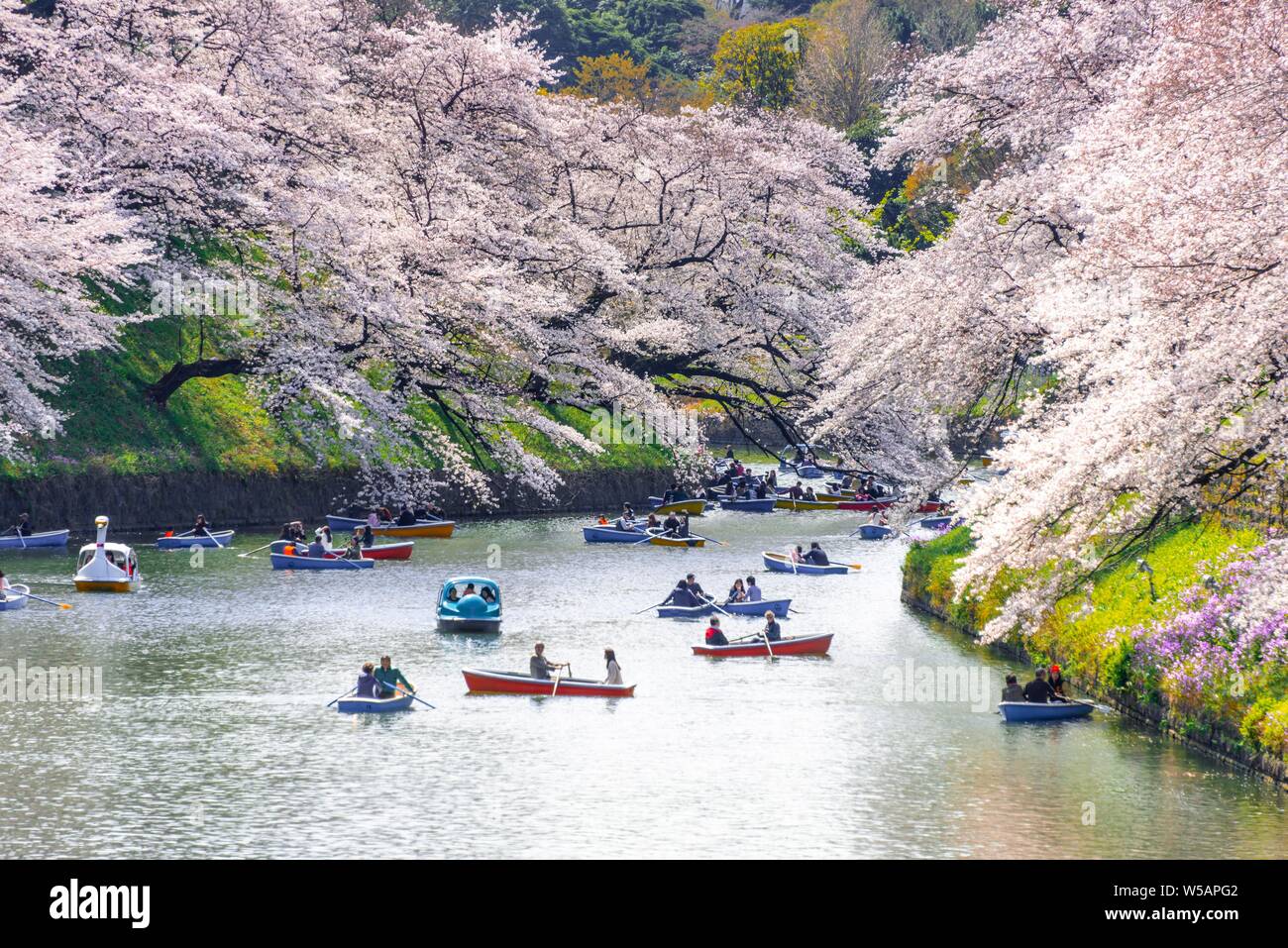 Canottaggio giapponese in barche sul Palazzo Imperiale canal per la fioritura dei ciliegi, Hanami ormeggiata, la fioritura dei ciliegi, Chidorigafuchi Green Way, Tokyo Foto Stock