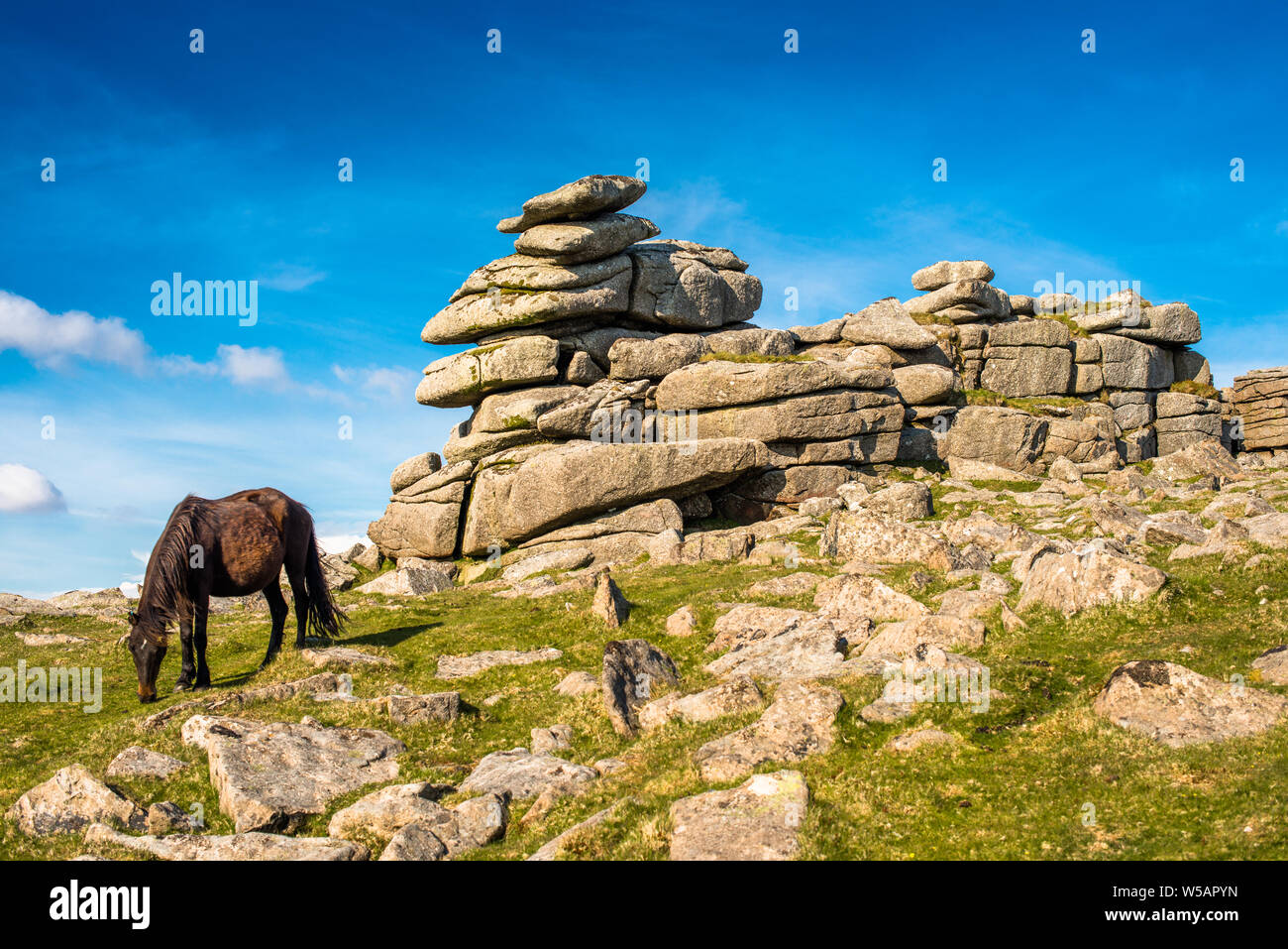 Dartmoor pony nella parte anteriore della cucitrice grande Tor, Devon, West Country, Inghilterra, Regno Unito. Foto Stock