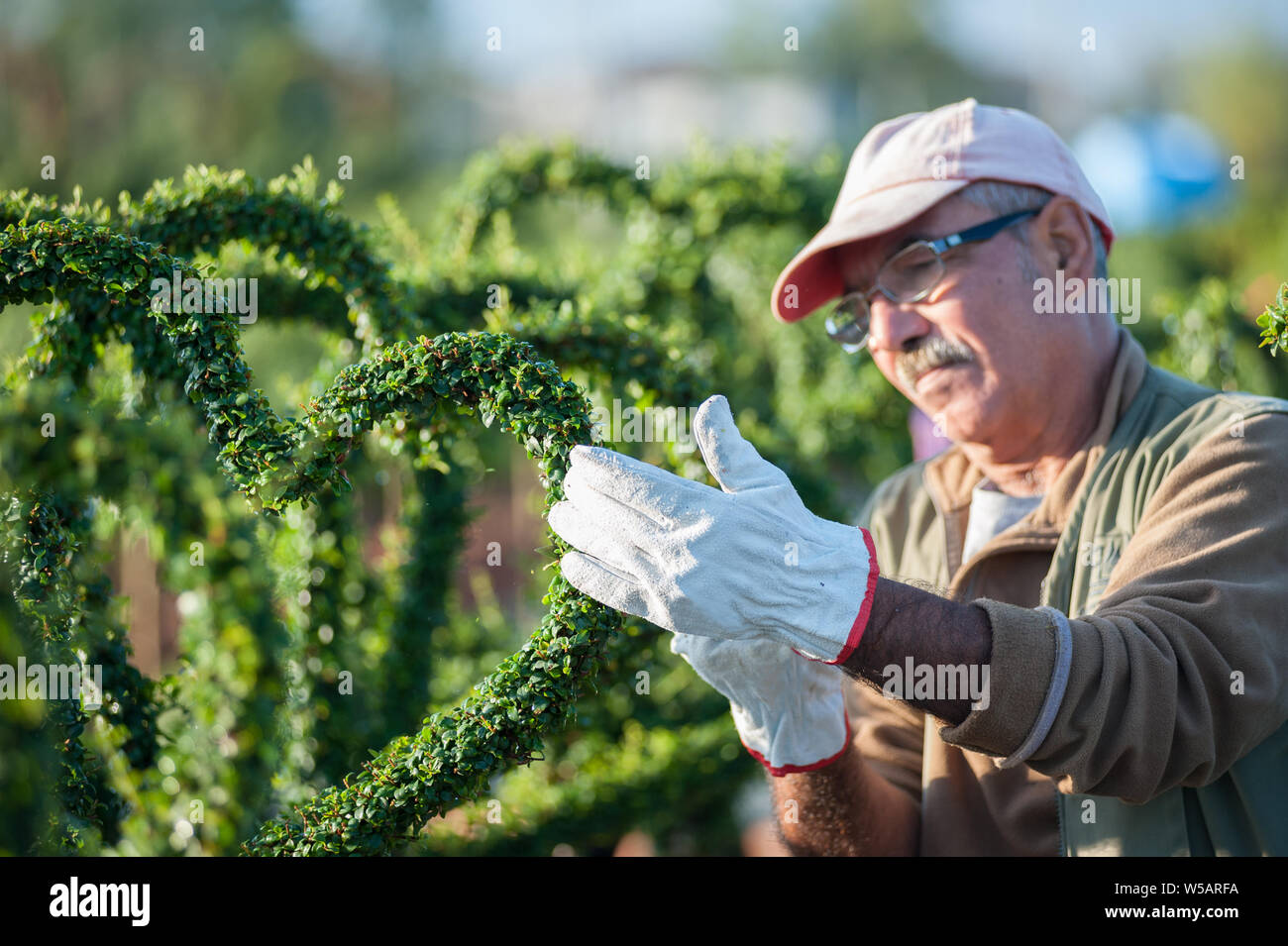 Professionale giardiniere scolpisce un cuore-boccola sagomata. Topiaria da tecnica. Foto Stock