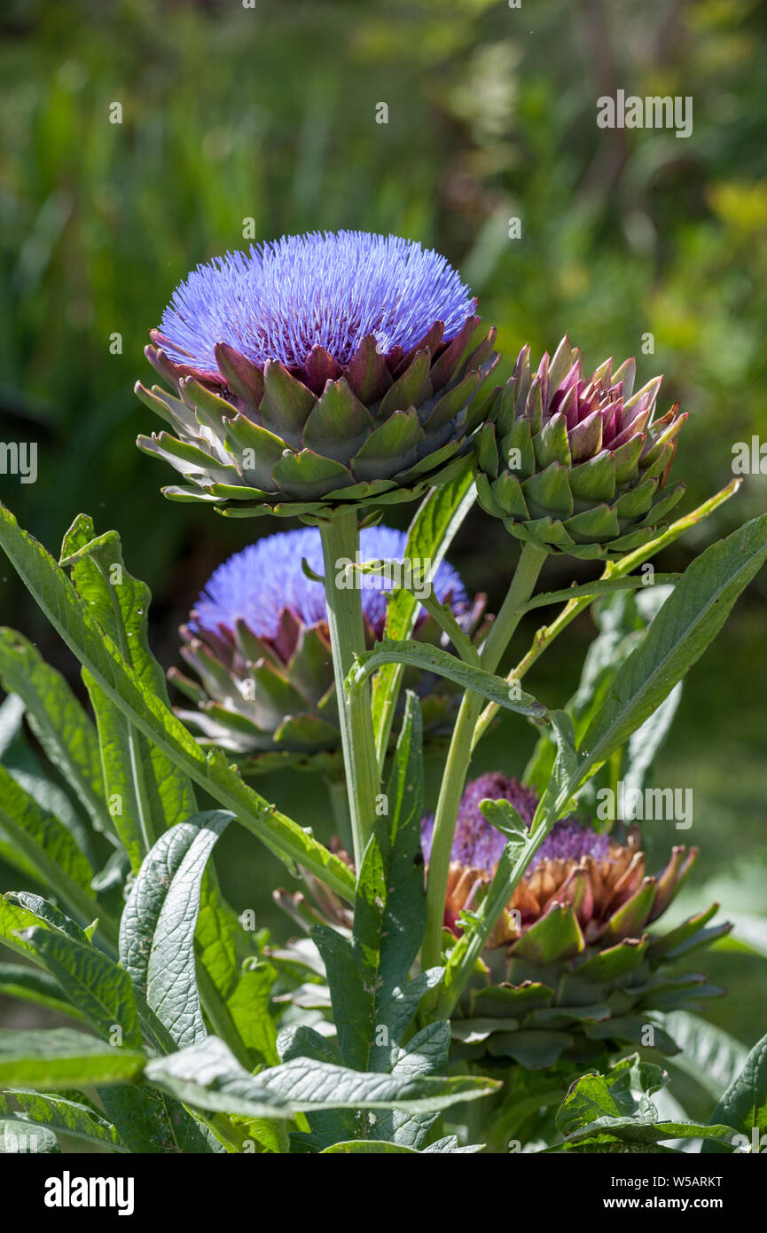 Il cardo (Cynara cardunculus), chiamato anche i carciofi, è un thistle nella famiglia di girasole. Foto Stock