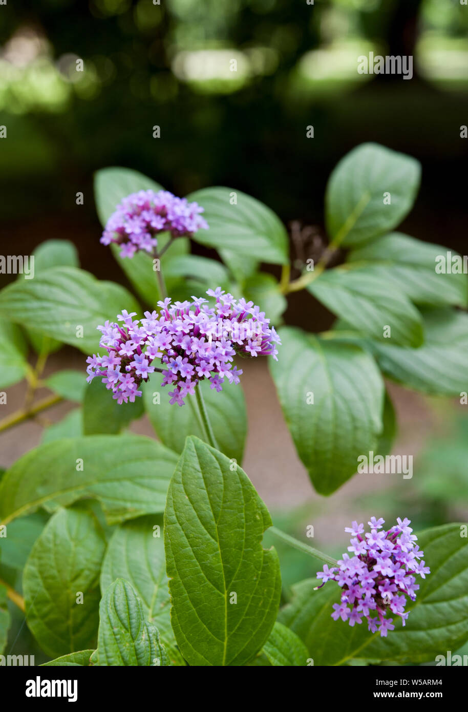 Fioritura di Verbena bonariensis con piccoli fiori viola, su uno sfondo sfocato. Foto Stock