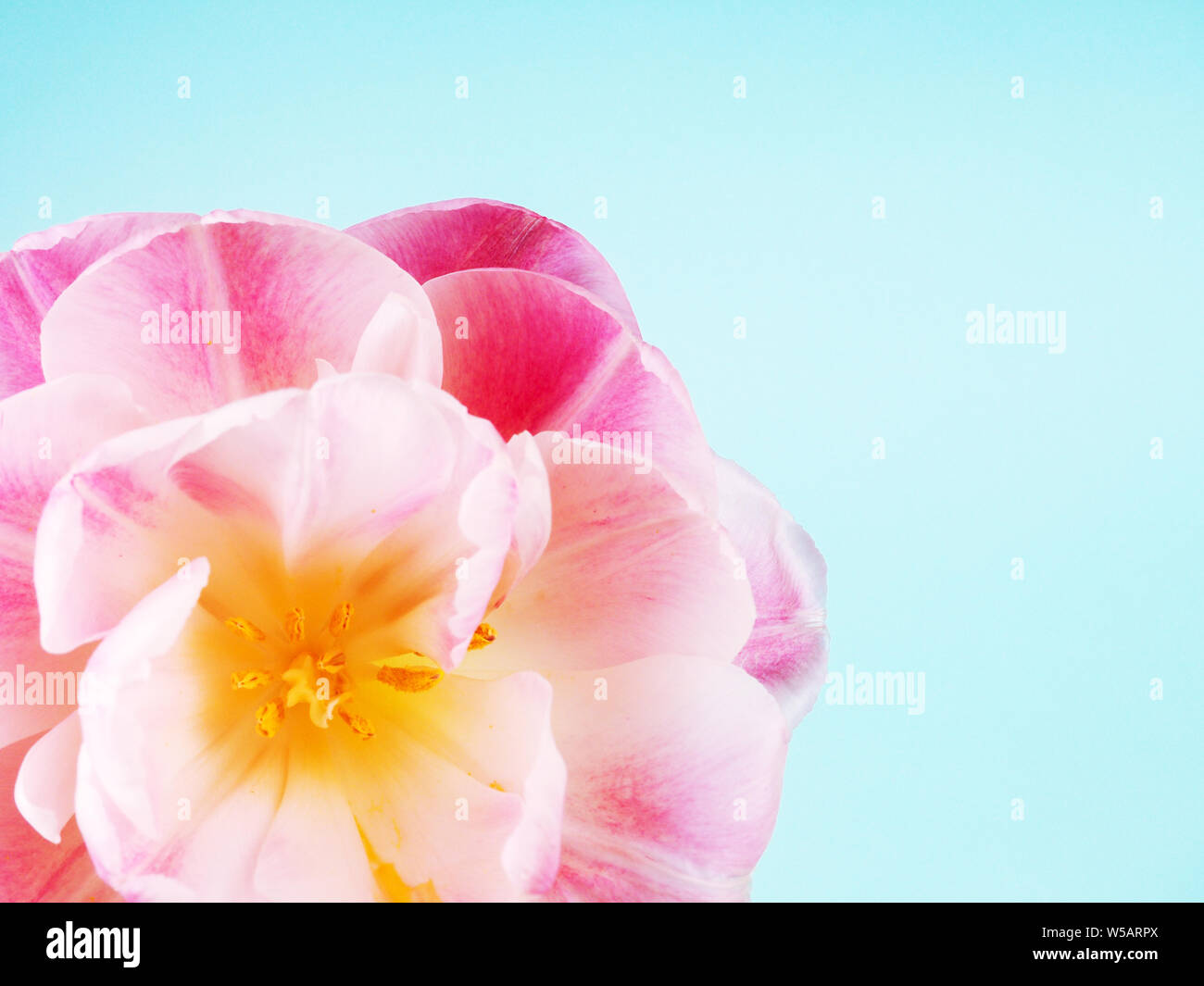 Solo tulipano rosa su sfondo blu. Foto Stock