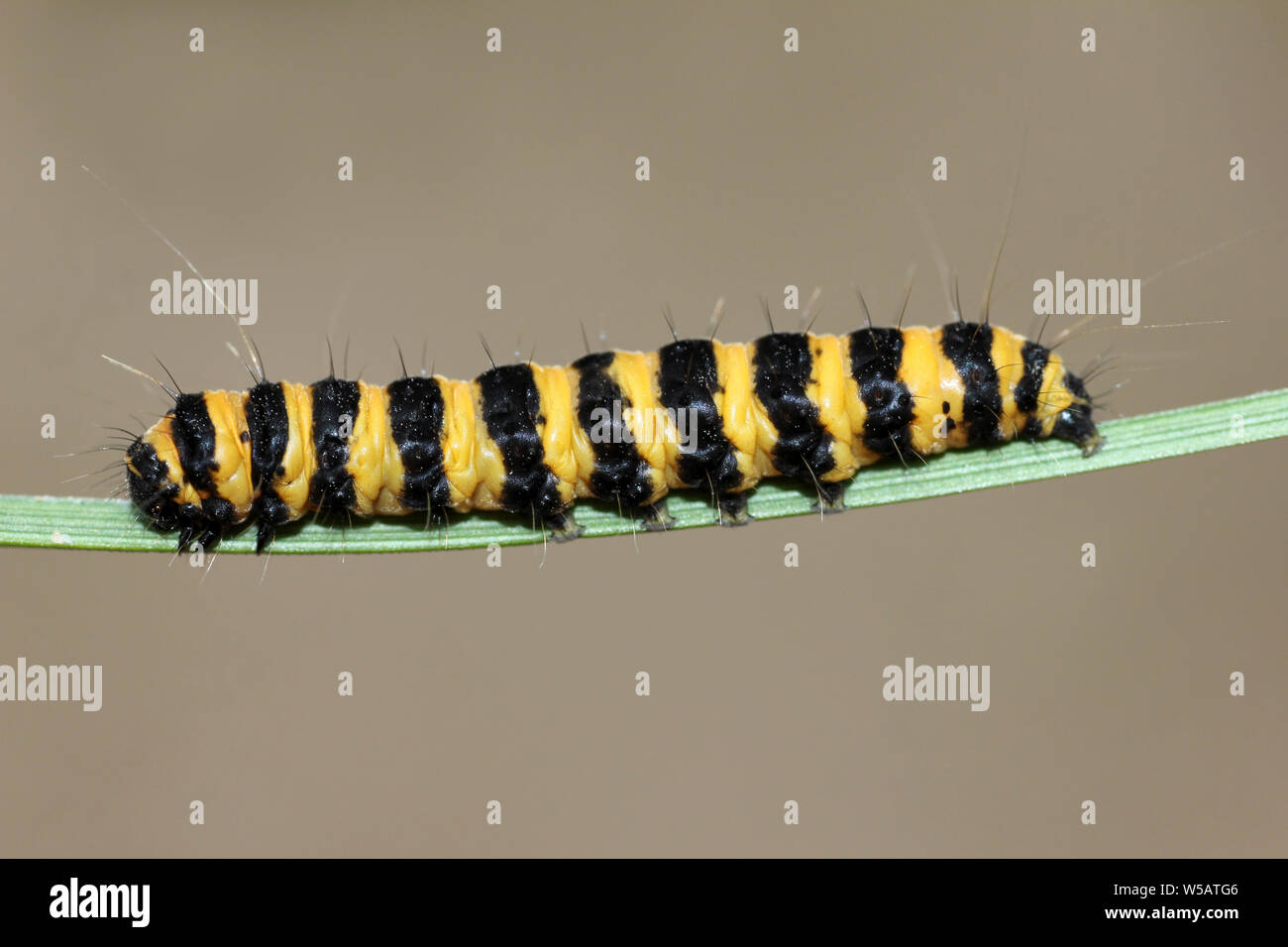 Il cinabro Moth caterpillar Tyria jacobaeae Foto Stock