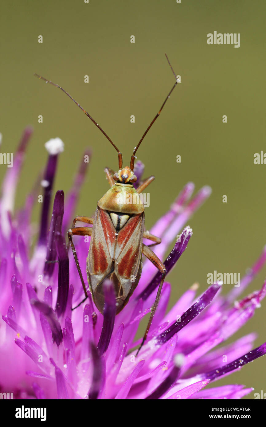 Mirid bug (Bug del capside) Calocoris roseomaculatus Foto Stock