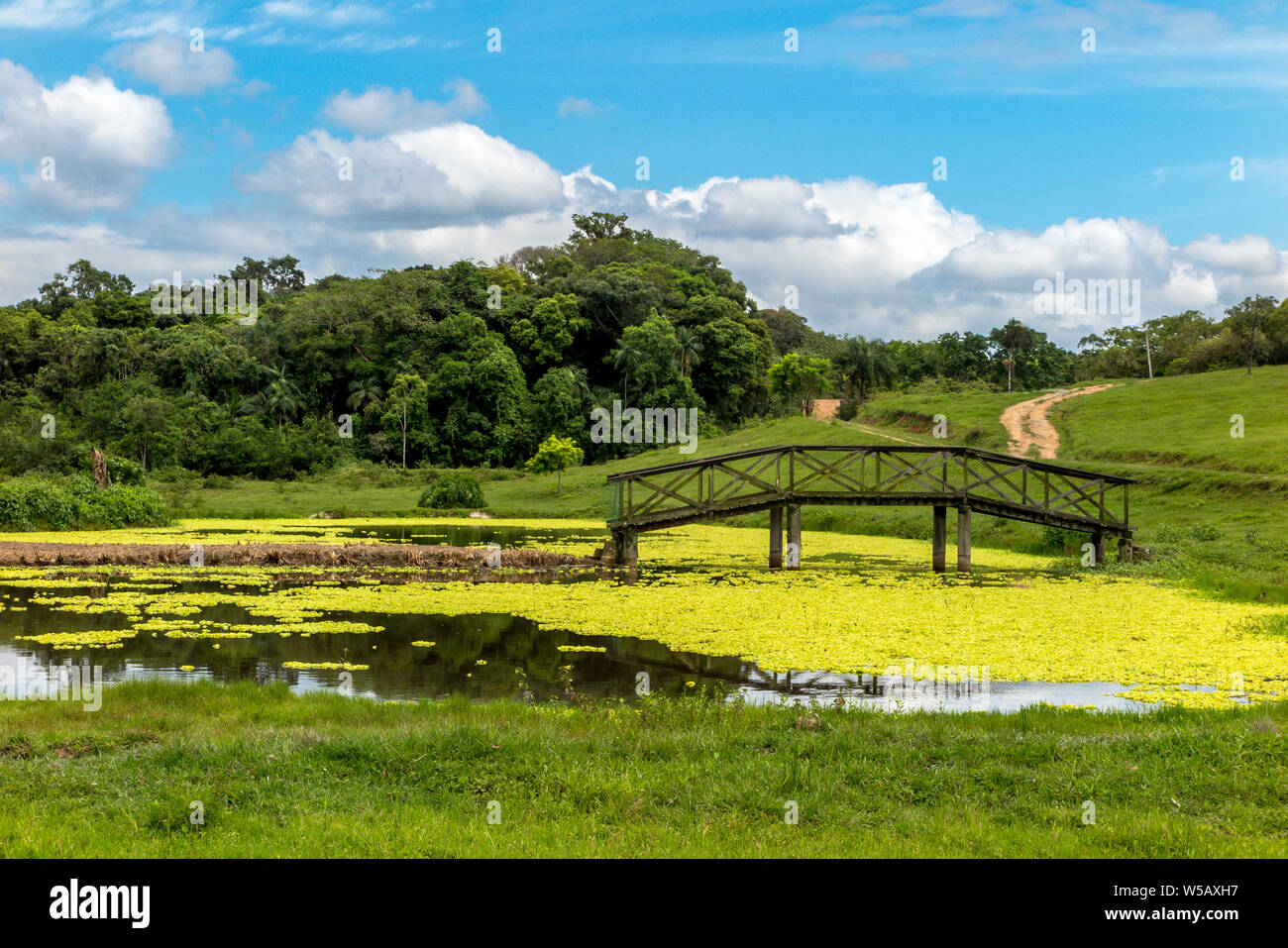 Piccolo laghetto con i muschi, specchio d'acqua, ponte di legno, prato e bosco in background, cielo blu con nuvole Foto Stock