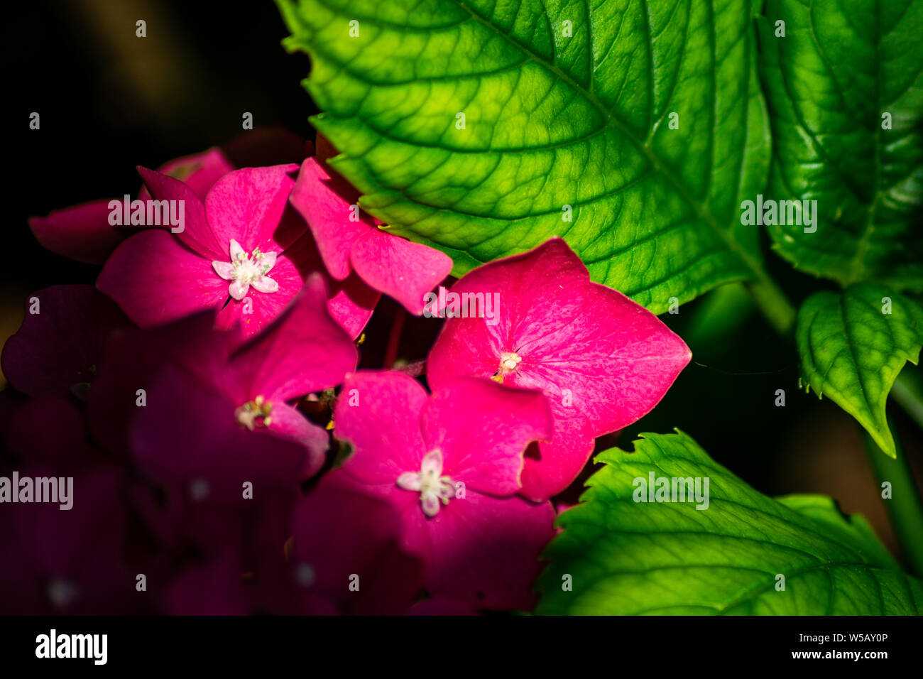 Rote, Hortensie, Blüten, mit, Weissen, Sternen, im Zentrum, grüne Blätter, Garten Foto Stock