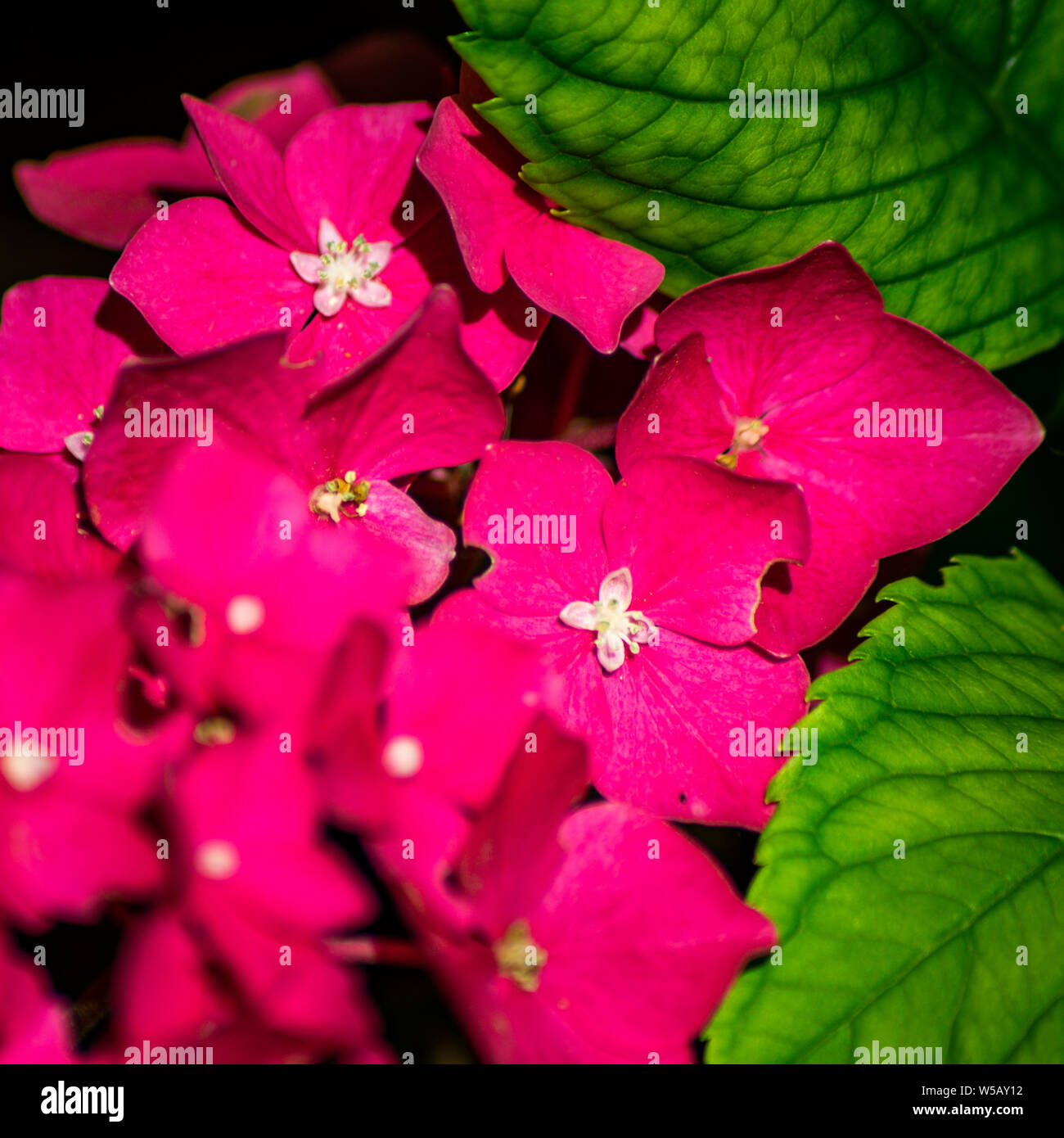 Rote, Hortensie, Blüten, mit, Weissen, Sternen, im Zentrum, grüne Blätter, Garten Foto Stock