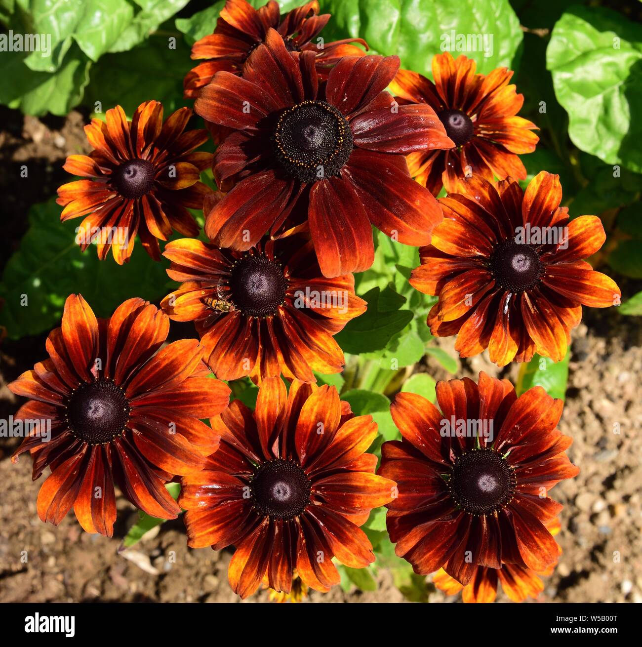 Un cluster di bronzo Rudbeckia Bicolor fiori. Foto Stock