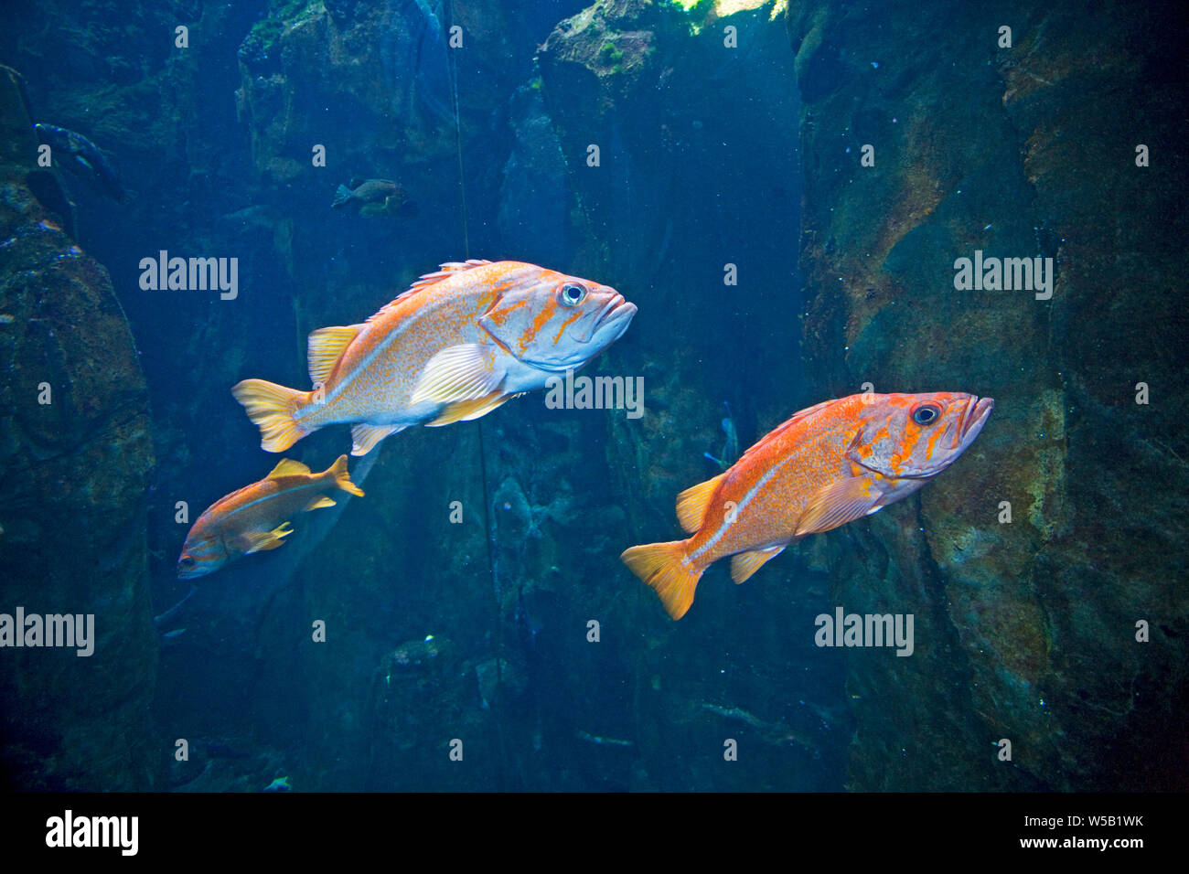 In Canarie il pesce nuotare su una scogliera nel nord dell'Oceano Pacifico, Oregon Coast. Foto Stock