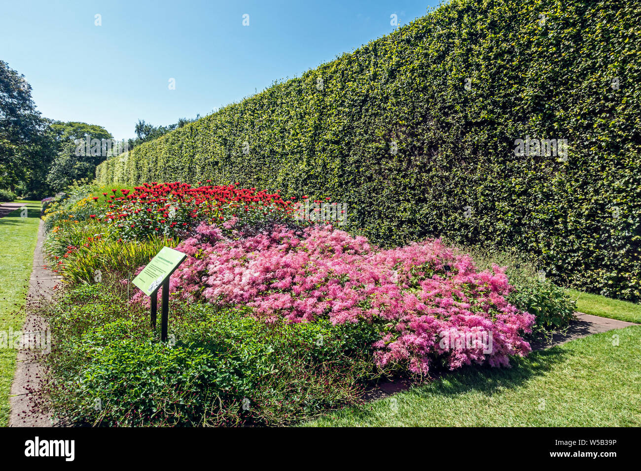8 metri alta siepe di faggio nella Royal Botanic Garden Inverleith Row Edimburgo Regno Unito Scozia con aiuole di fiori Foto Stock