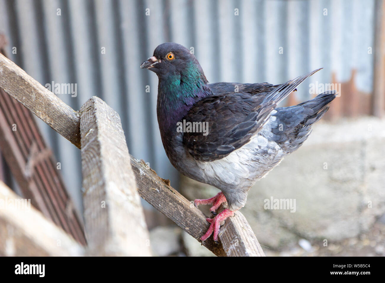 Un piccione domestico con piumaggio scuro Foto Stock