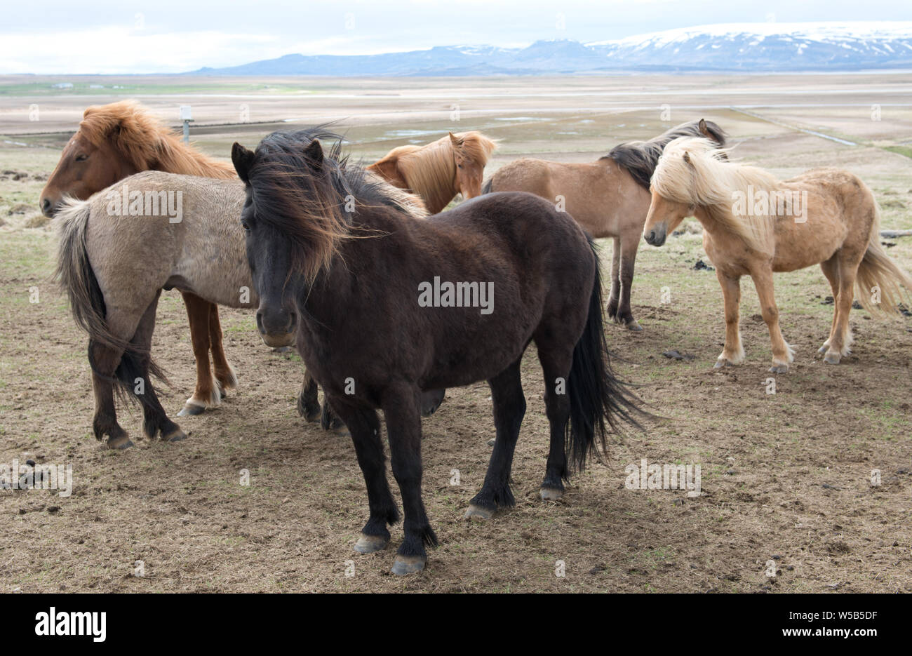 Cavalli islandesi Foto Stock