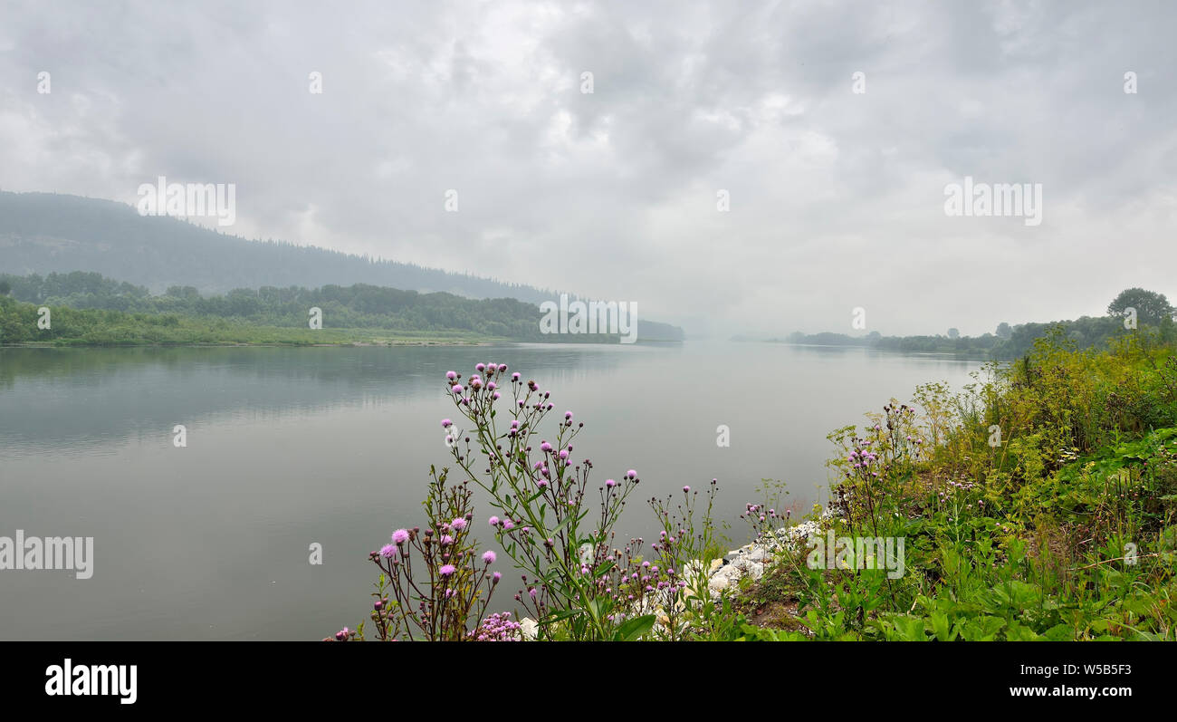 Misty estate piovosa paesaggio sulla riva del fiume. Una fitta foresta sulle colline con coperto nebbia, viola selvaggio fiore su riverside su un fiume di acqua backgr Foto Stock
