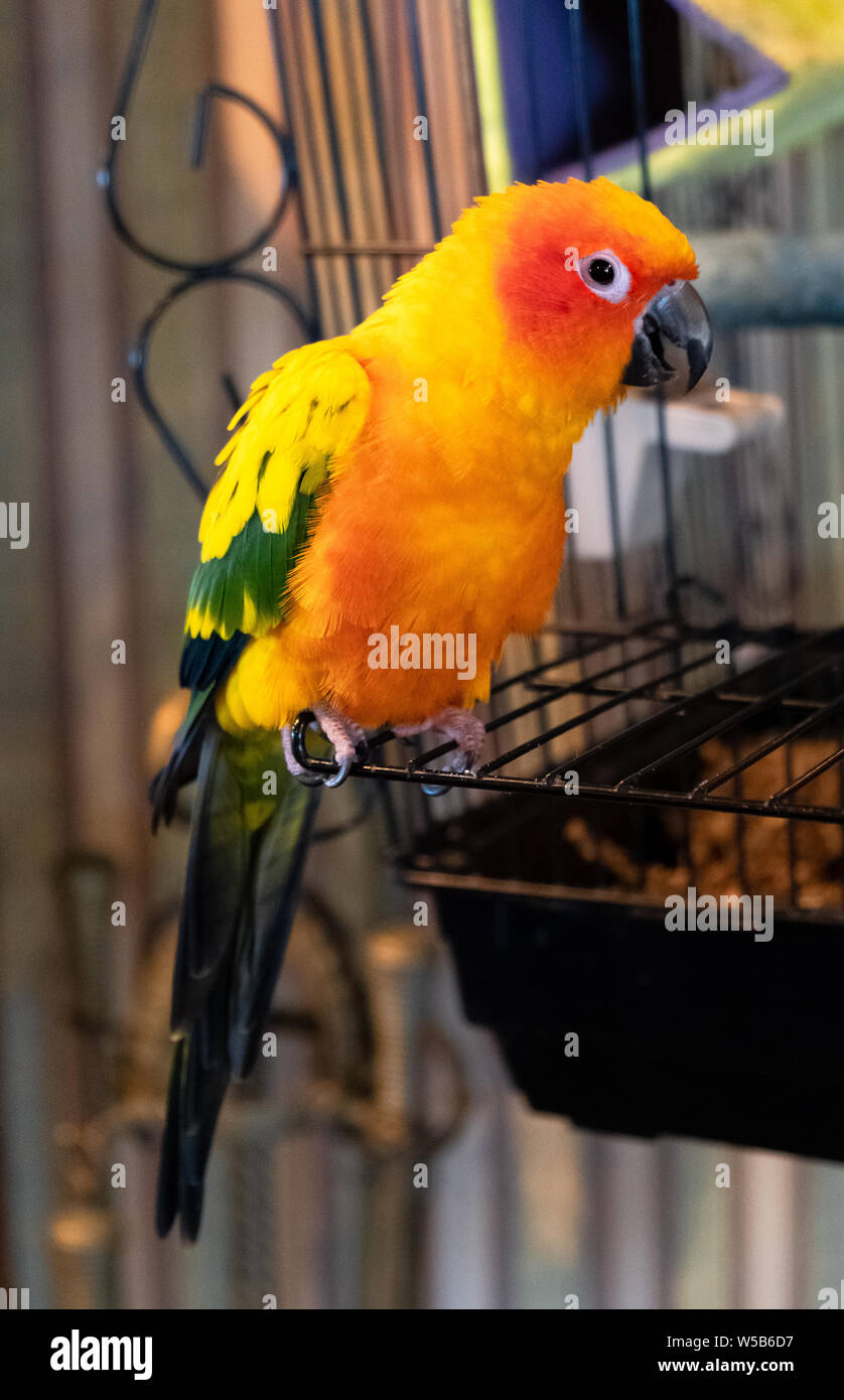 Un luminoso Sun Parakeet arroccato sulle barre di metallo nero della sua gabbia al coperto Foto Stock
