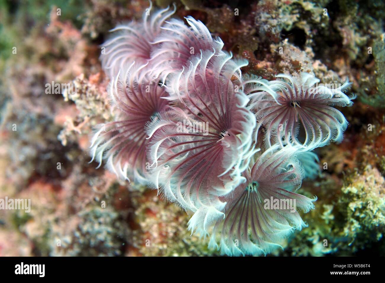 Social Feather Duster (Bispira brunnea) worm cercando così fine, Meads Bay, Anguilla BWI. Foto Stock