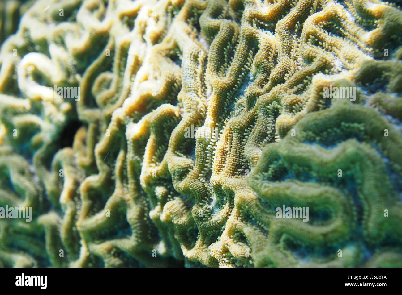Close up di Boulder Brain Coral (Colpophyllia natans), Little Bay, Anguilla BWI. Foto Stock