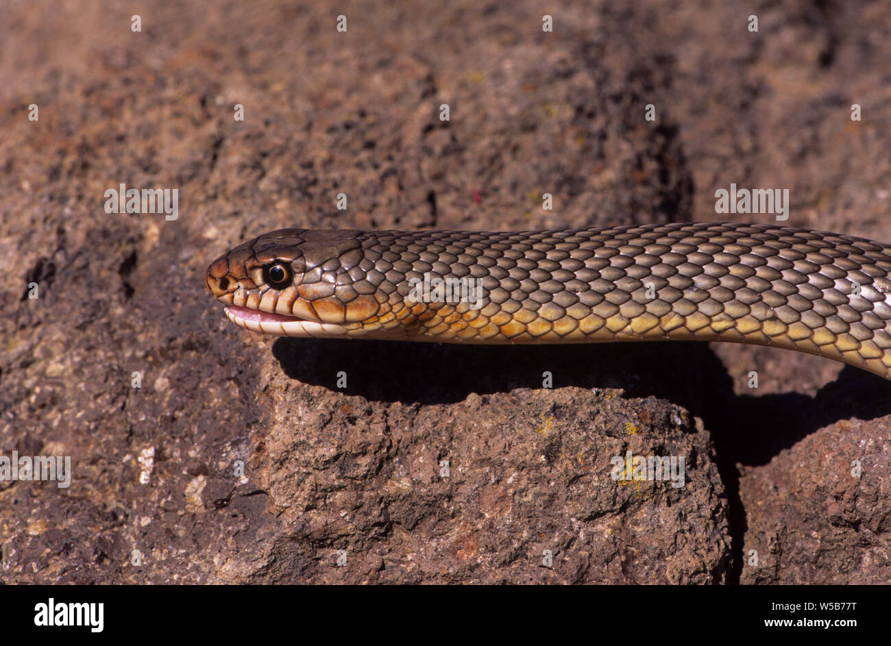 Caspian frusta snake (Dolichophis caspius) Lesbo Grecia Foto Stock