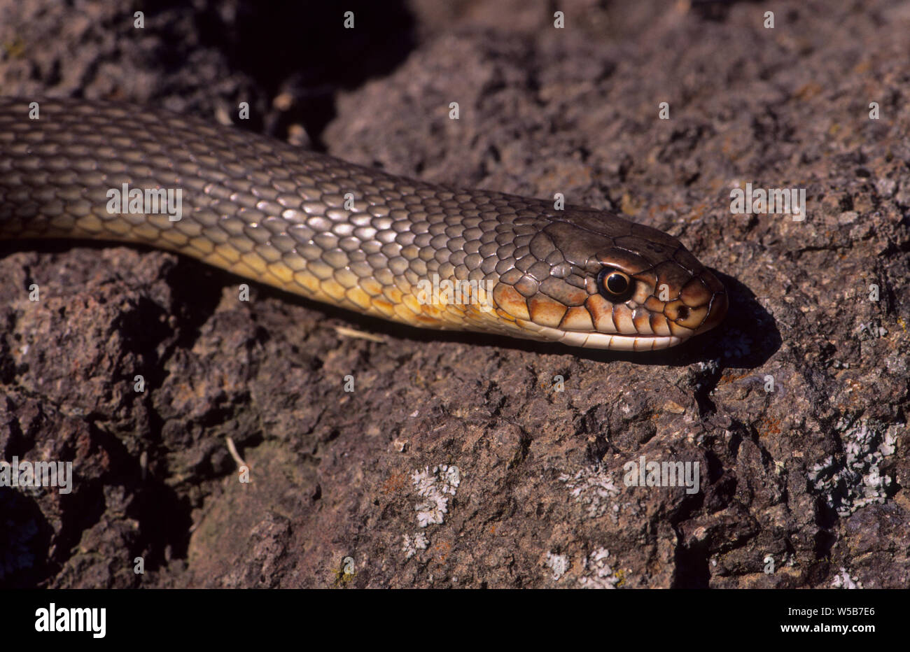 Caspian frusta snake (Dolichophis caspius) Lesbo Grecia Foto Stock