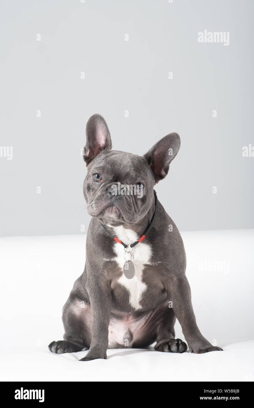 Bulldog francese ritratto in studio divertente seduta in posa su sfondo bianco Foto Stock