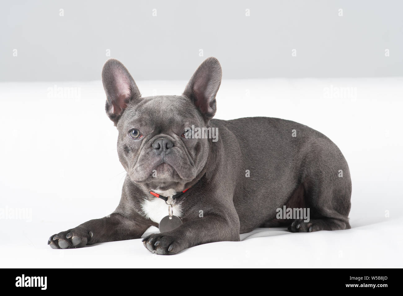 Bulldog francese ritratto in studio sdraiato sul divano bianco e guardando la fotocamera Foto Stock