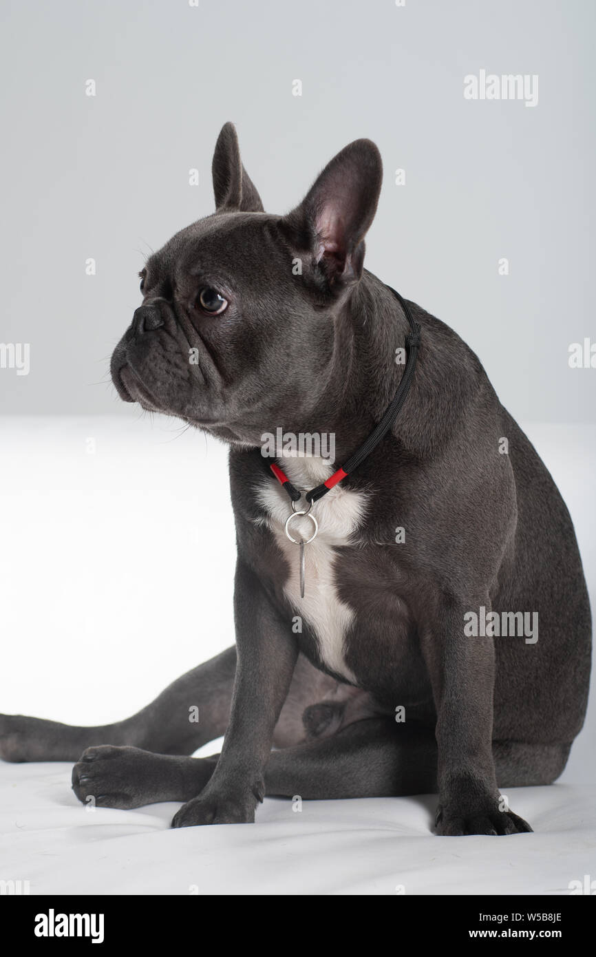 Bulldog francese ritratto in studio divertente seduta in posa di profilo Foto Stock