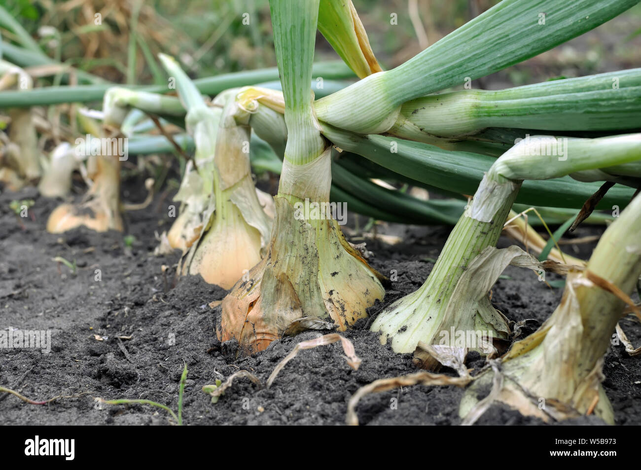 Close-up di crescente piantagione di cipolla nel giardino vegetale Foto Stock