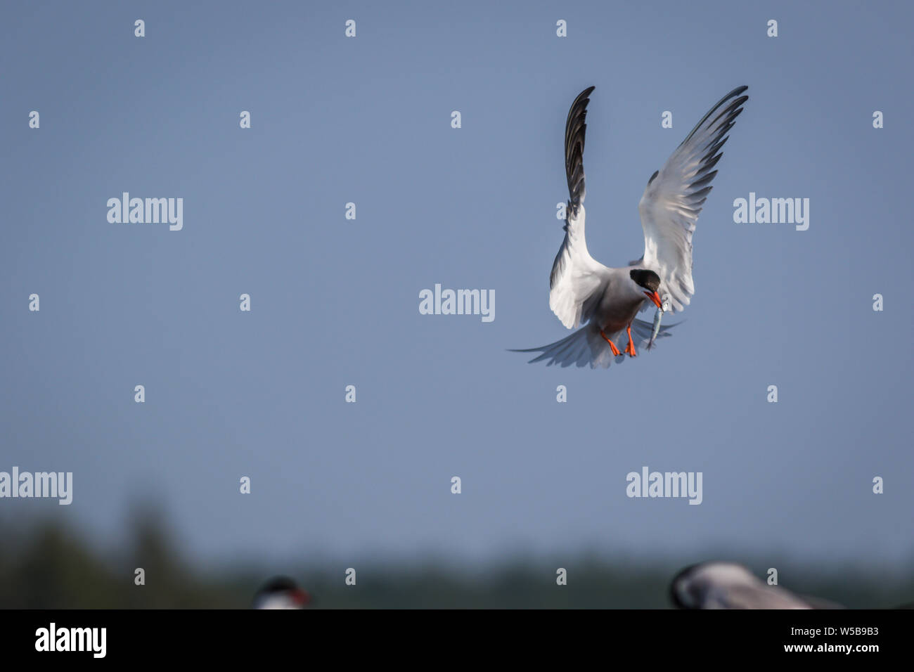 Arctic Tern (sterna paradisaea) battenti con pesce su una mattinata estiva nel Maine Foto Stock