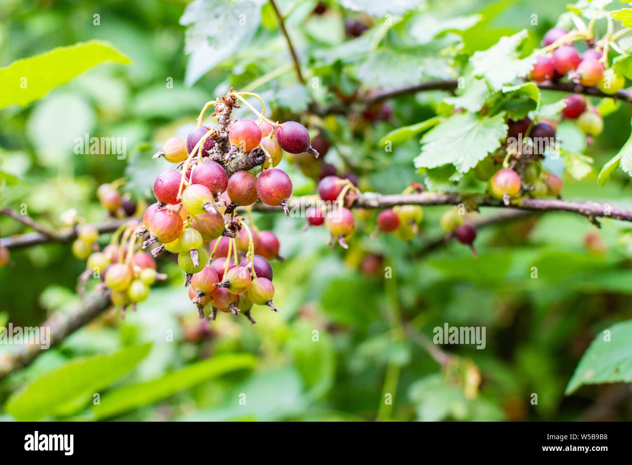 Il jostaberry, complesso-cross boccola di frutta, ramo con bacche di maturazione, ribes nero con ribes nero e di uva spina europea, organico eco Foto Stock