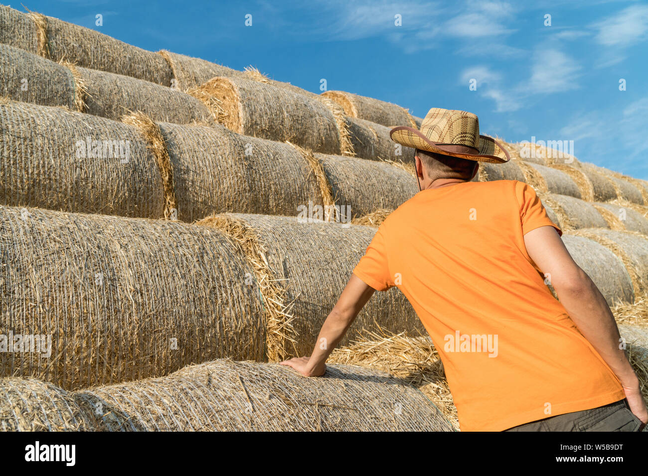 Imprenditore ispezionando il fieno botti accatastate in un campo nei pressi di animali della fattoria Foto Stock